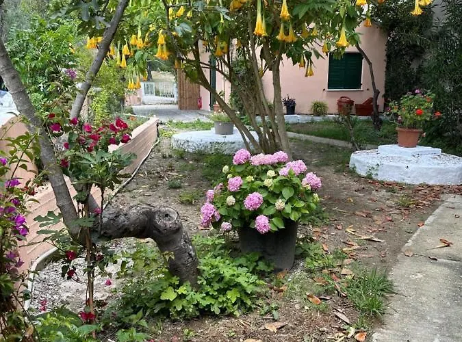 Zambella إيبسوس